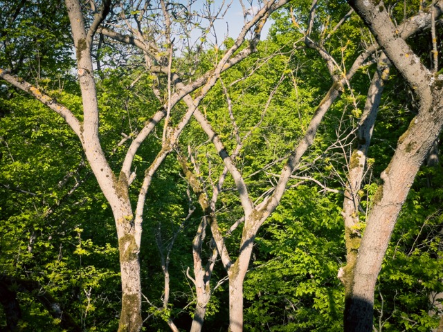 Im Frühling zeigt sich der Forst von seiner schönsten Seite - Baumkronenpfad im Nationalpark Hainich